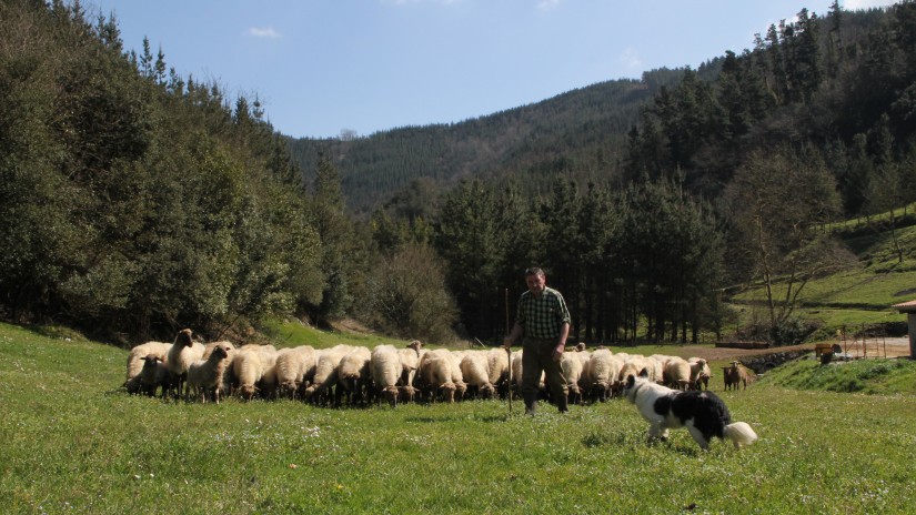 Senatuko Euzko Abertzaleak Taldea pozik agertu da Queso de Roncal Jatorri Izendapenak assaf arrazako ardien esnea erabiltzeari utziko diolako